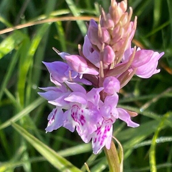 Dactylorhiza fuchsii Цветок