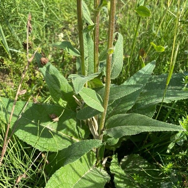 Verbascum nigrum Fuelha