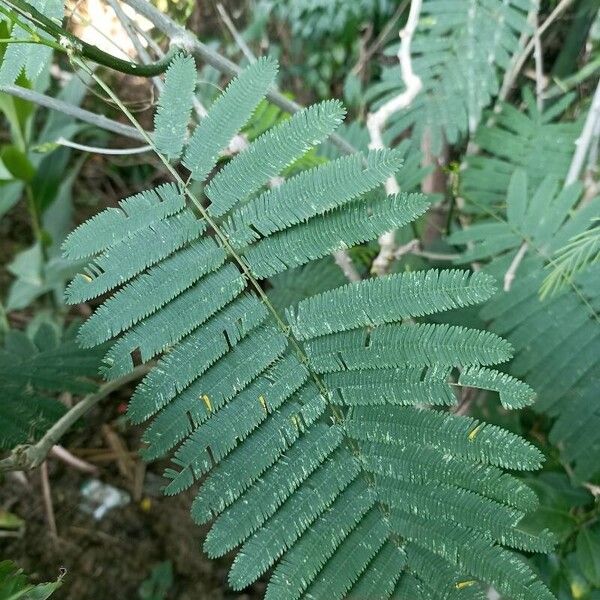 Calliandra houstoniana Ліст