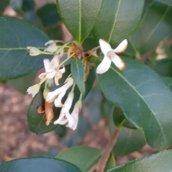 Osmanthus × burkwoodii 花