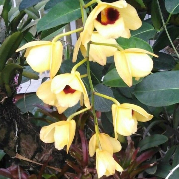 Dendrobium chrysotoxum Fleur
