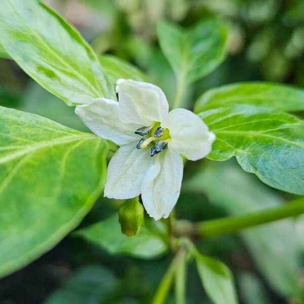 Capsicum frutescens Цвят