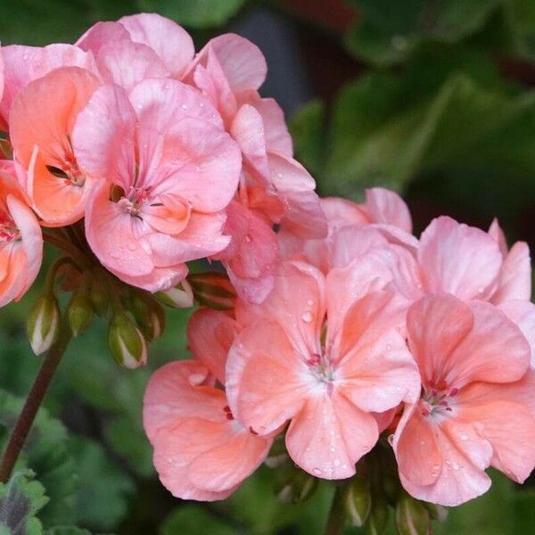 Pelargonium × hybridum Flower