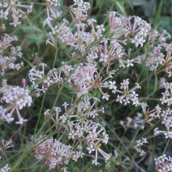 Cynanchica aristata Flower