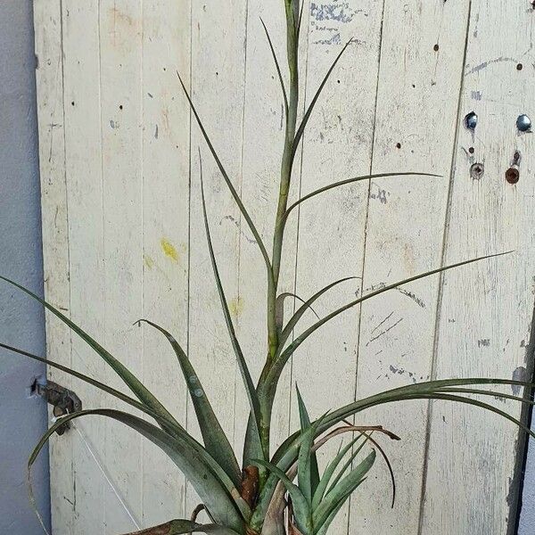 Tillandsia fasciculata Blüte