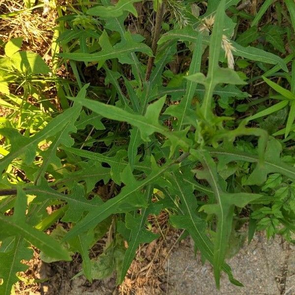 Lactuca canadensis Leht