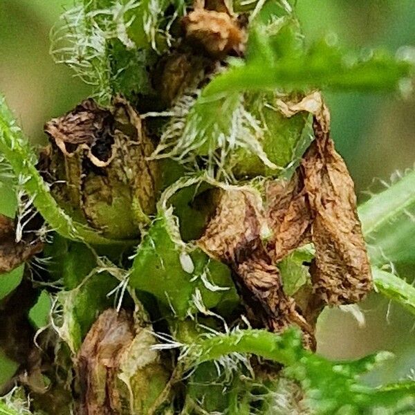 Pedicularis foliosa Fruit