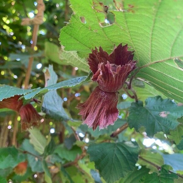 Corylus maxima फल