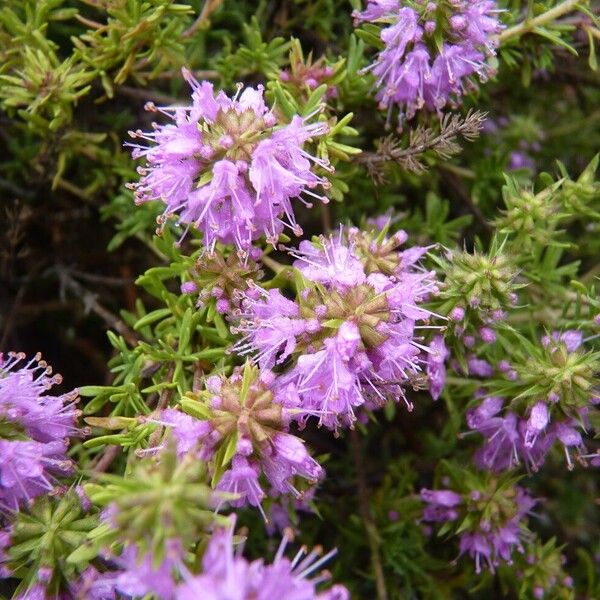 Thymus saturejoides 花