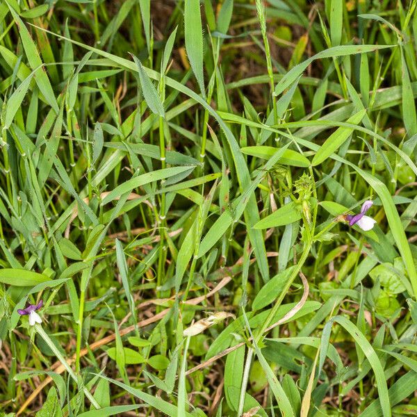 Vicia bithynica Агульны выгляд