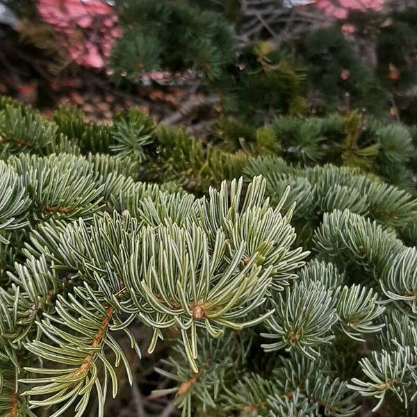 Abies lasiocarpa Lapas