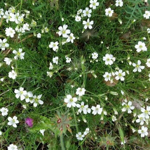 Arenaria grandiflora Flor