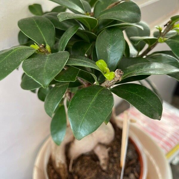 Ficus microcarpa List