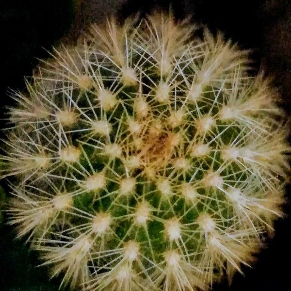 Echinopsis chamaecereus 樹皮