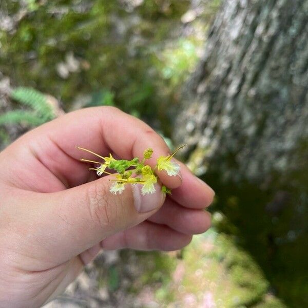 Collinsonia canadensis Flower