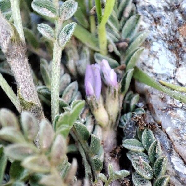 Astragalus sesameus Цветок