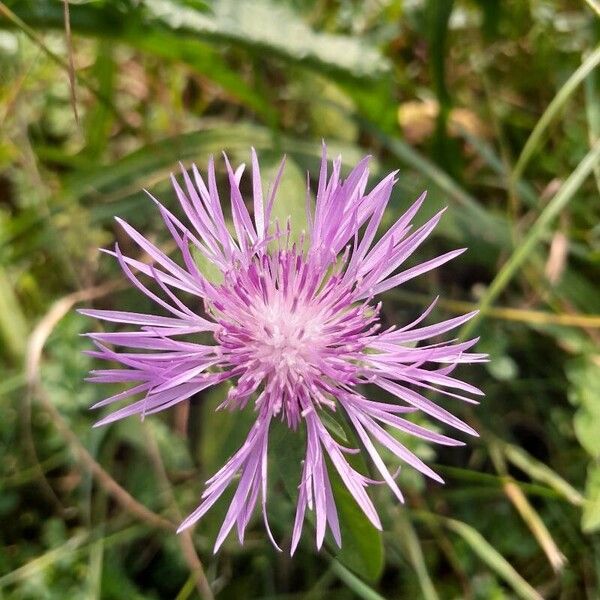 Centaurea nigrescens 花