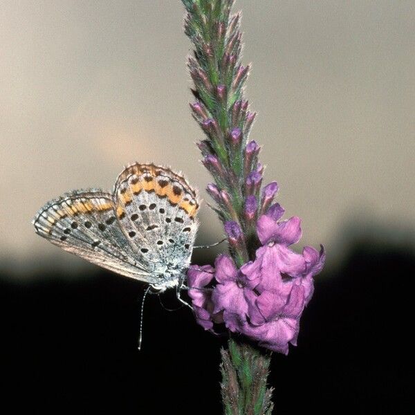 Verbena hastata Flower