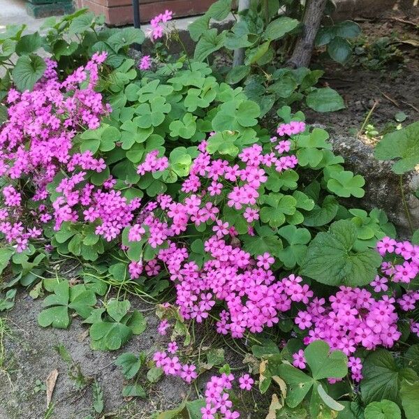 Oxalis debilis Flor