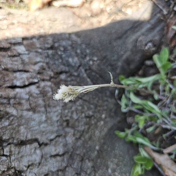 Antennaria neglecta Flower