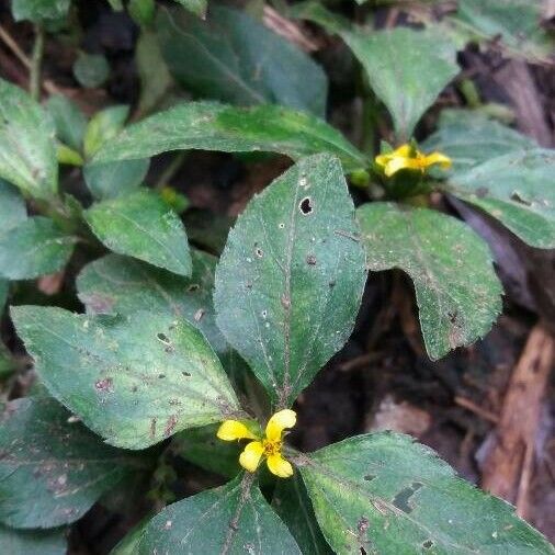 Synedrella nodiflora Liść