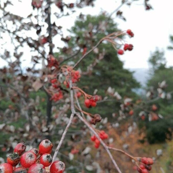 Ilex decidua Plod