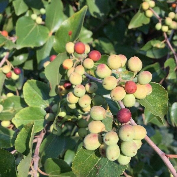 Ziziphus mucronata Fruit