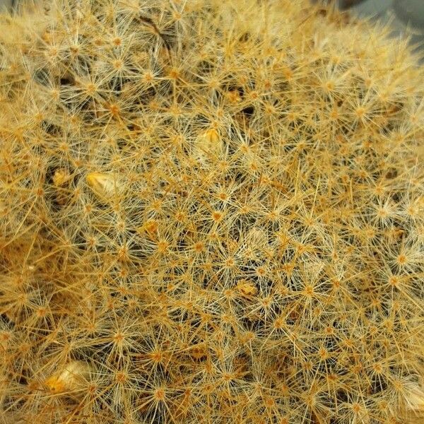 Mammillaria prolifera Foglia