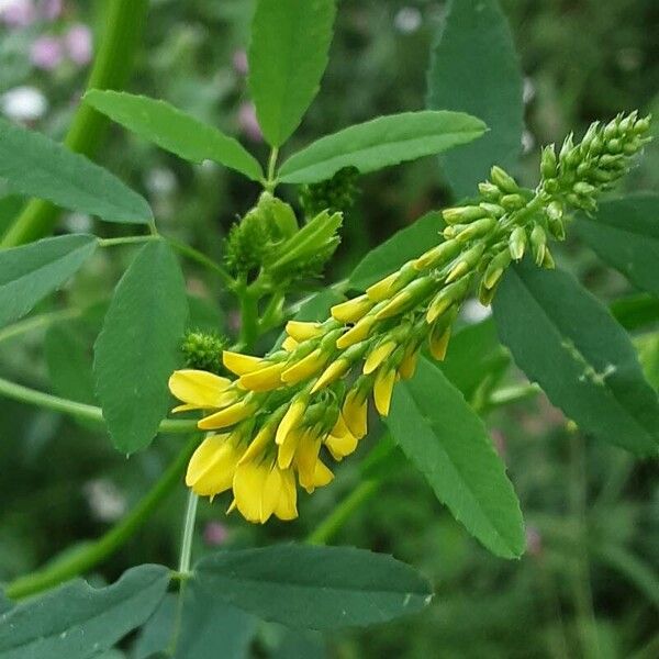 Melilotus officinalis Flower