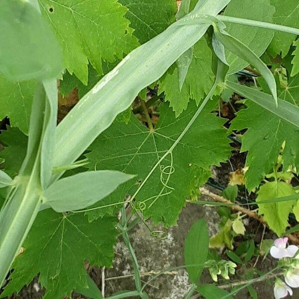 Lathyrus odoratus बार्क (छाल)