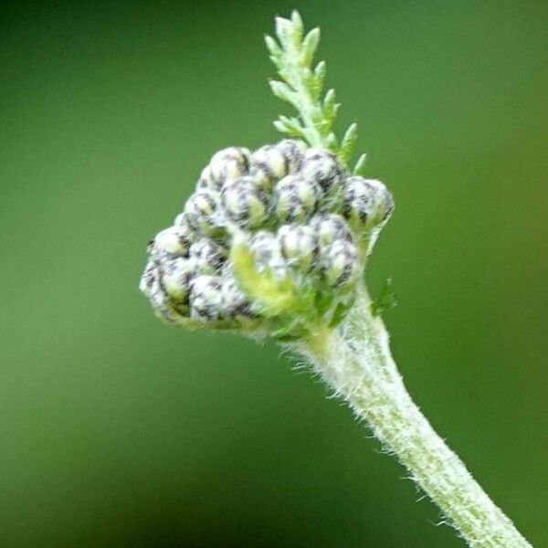 Achillea nobilis Žiedas