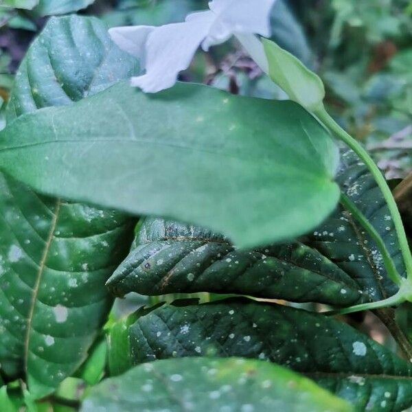 Thunbergia laevis Fuelha