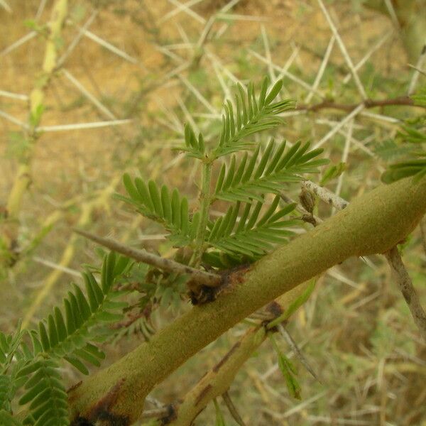 Acacia seyal Leaf
