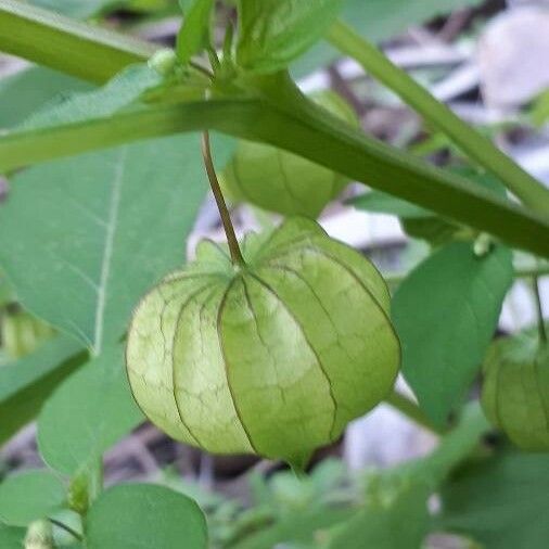 Physalis angulata Frukto