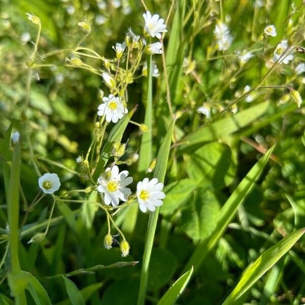 Dichodon viscidum Flower