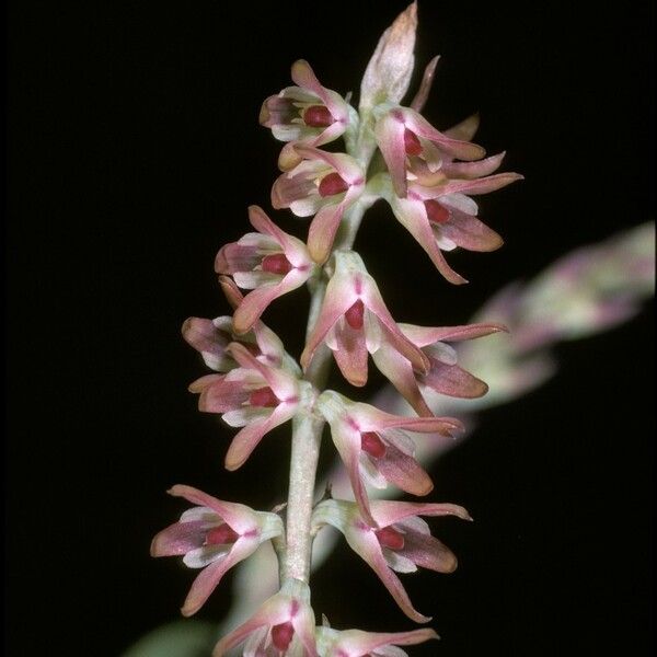 Bulbophyllum pumilum Flower