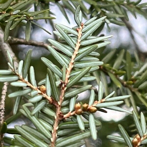 Tsuga caroliniana 叶