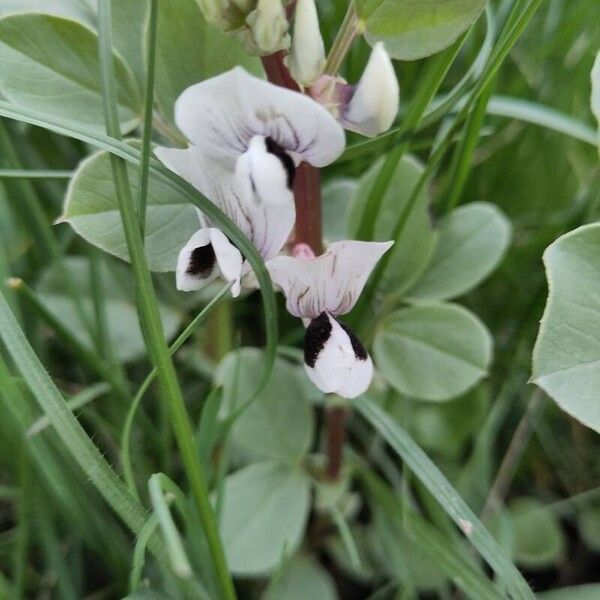 Vicia faba Blüte