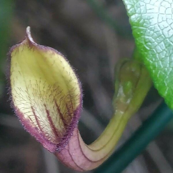Aristolochia sempervirens Blomma