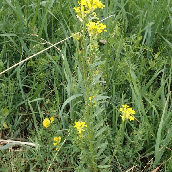 Erysimum virgatum Květ