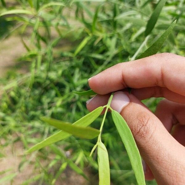 Salvadora persica Blatt