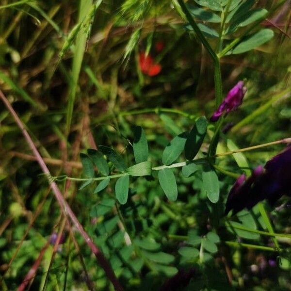 Vicia villosa Lehti