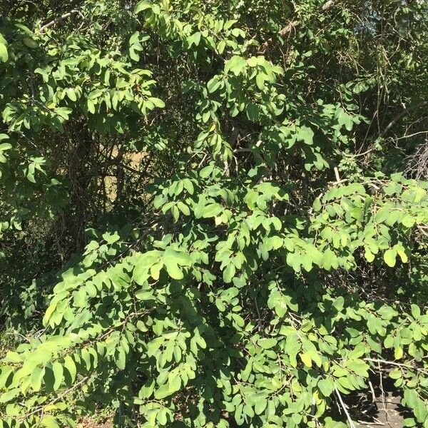 Annona senegalensis Habit