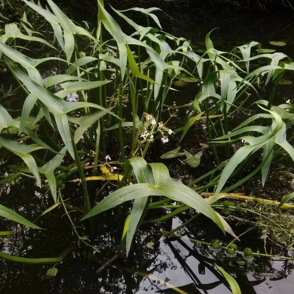 Sagittaria sagittifolia Blad