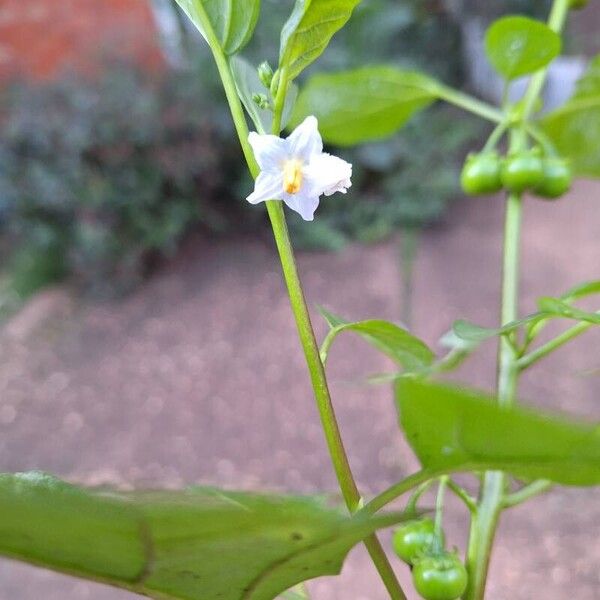 Solanum aethiopicum Цветок