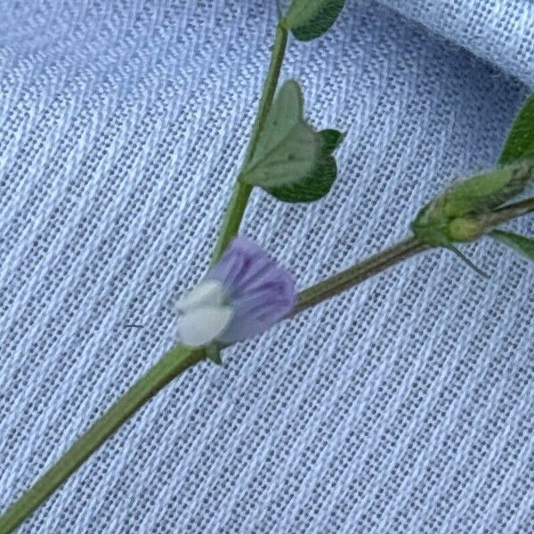 Vicia lathyroides Flower