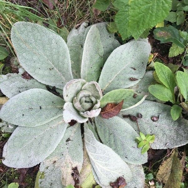 Verbascum boerhavii Листок