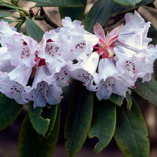 Rhododendron praevernum Kvet