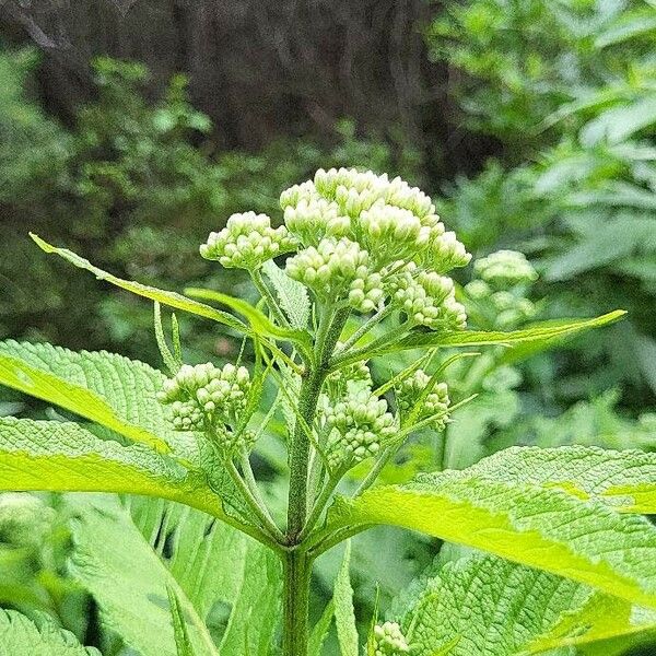 Eupatorium perfoliatum Kwiat