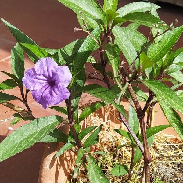 Ruellia simplex Blomst